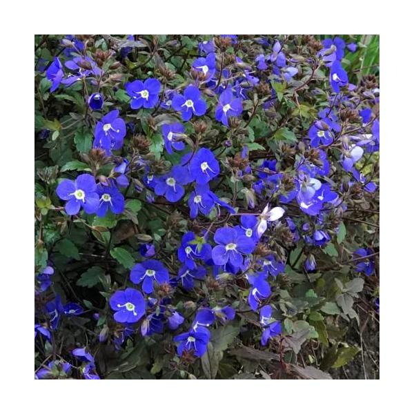 ベロニカ　オックスフォードブルー（ジョージアブルー）　9cmポット苗【年　生】　多年草(宿根草)【花　色】　青【花　期】　春【草　丈】　10cm【日　照】　日向【耐寒性】　寒さに強い（耐寒性あり）