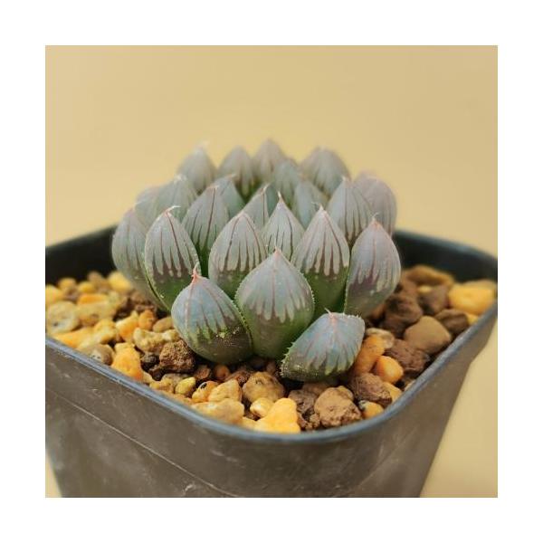 多肉植物 ハオルチア ブラックオブツーサ　7.5〜9cmポット苗【学　名】　Haworthia 'Black Obtusa'【年　生】　多年草(宿根草)【花　色】　観葉【花　期】　初夏【草　丈】　5cm【日　照】　日向【耐寒性】　寒さに弱い...