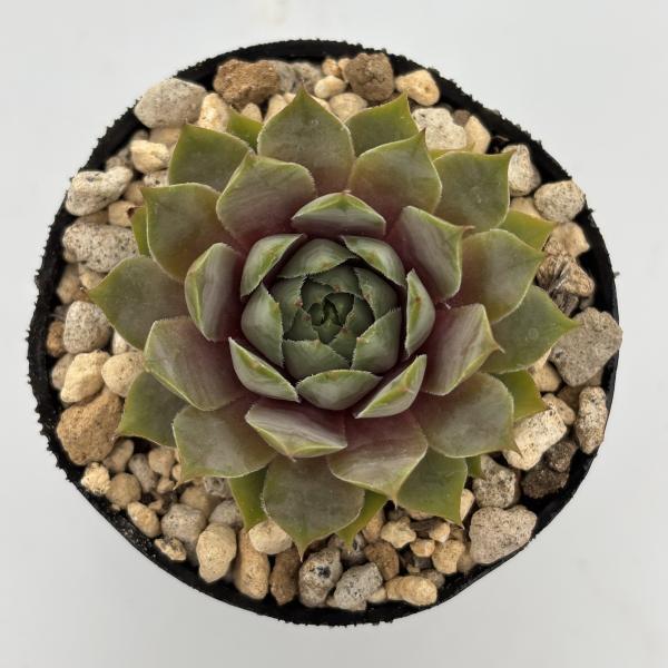 センペルビウム　ユートピア センペルビウム ユートピア 6cmポット苗 : やましち山野草店 - 通販