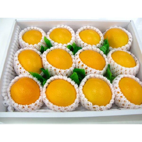 オレンジ 12個入り　送料込み商品です。