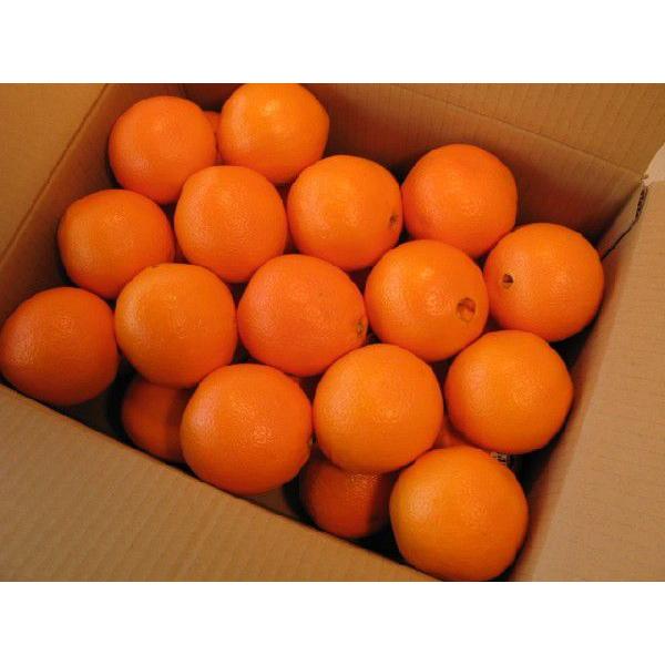 オレンジ 30個入り　送料込み商品です。