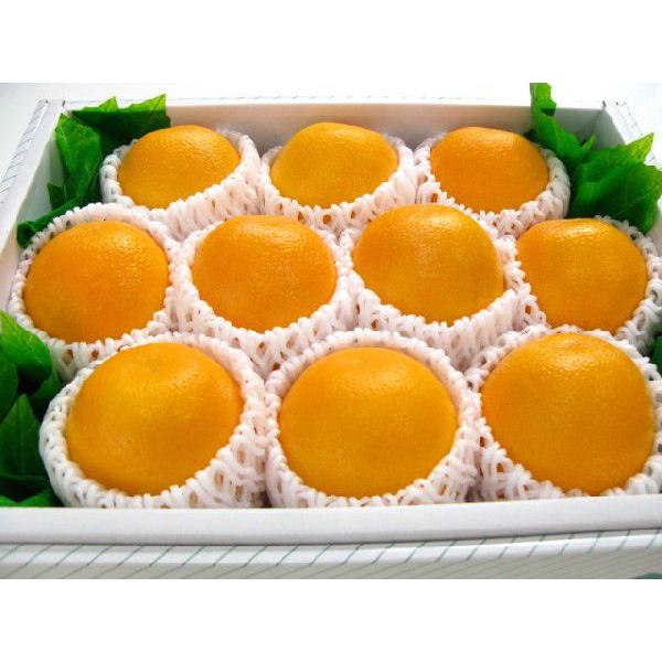 オレンジ １０個入り　送料込み商品です。