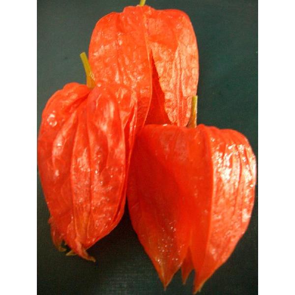 器としてお使いいただけます。ほおずき　ほうずき　紅ほうずき  赤ほうずき鬼灯