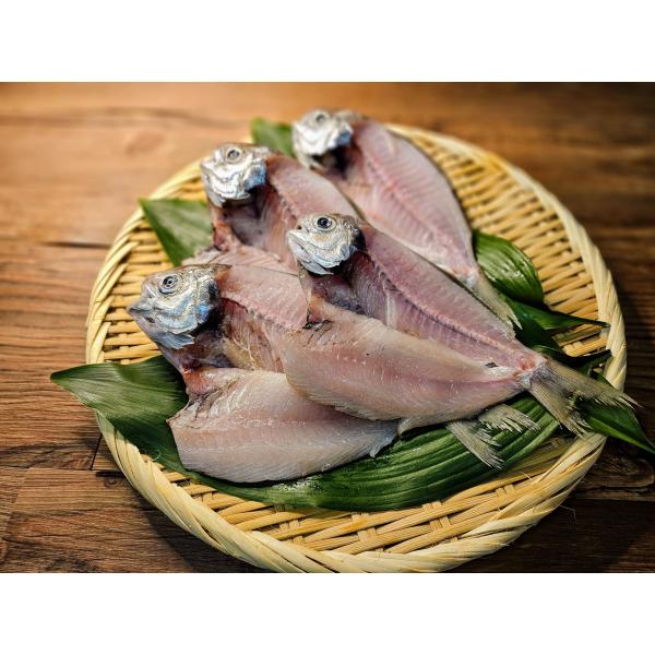 【まめだい開き干し4枚入り】蒲郡形原漁港水揚げ　地域によっては「シズ」「エボ鯛」などの名前で呼ばれています。