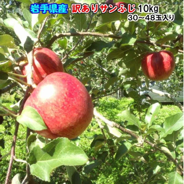 [Release date: November 27, 2023]ご自宅用バラ入りサンふじです。つる割れ、キズ、着色ムラによるＢ級りんごですが、その味に変わりが無いほど、酸味と甘味とのバランスが絶妙な美味しいりんごです。・名称：サンふじ・産...