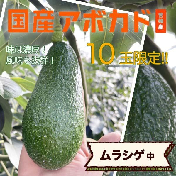 2025年分受付は終了しました】横山果樹園の「ムラシゲ（国産アボカド