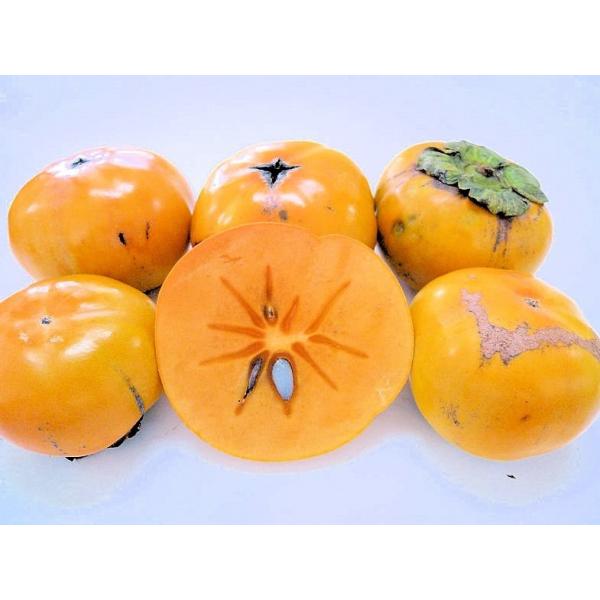 󂠂/JbƔY` 2.3kg yza̎RY/mY