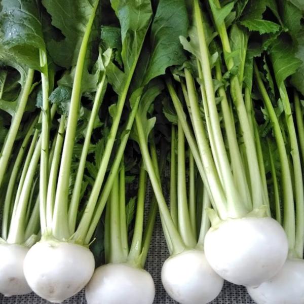 八百屋テクテクが厳選した、柔らかい葉つき小かぶです。加熱調理で美味しいのはもちろん、サラダでも食べられます。収穫してからすぐに発送いたします。葉つきなので、葉も調理することができます。【内容】こかぶ　12個【野菜の産地】福井県福井市産【配送...