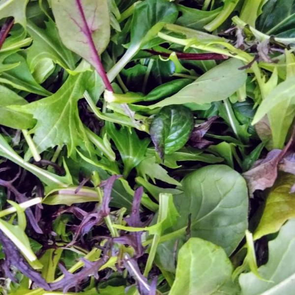 ★福井県にある小さな八百屋さん、八百屋テクテクが選んだ、高品質のベビーリーフです。一般的なベビーリーフは水耕栽培なのに対して、このベビーリーフは土からゆっくり育てています。肉厚で味に密度がある、しっかりとしたベビーリーフになっています。レス...