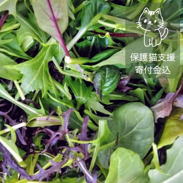 ★福井県にある小さな八百屋さん、八百屋テクテクが選んだ、高品質のベビーリーフです。一般的なベビーリーフは水耕栽培なのに対して、このベビーリーフは土からゆっくり育てています。肉厚で味に密度がある、しっかりとしたベビーリーフになっています。レス...