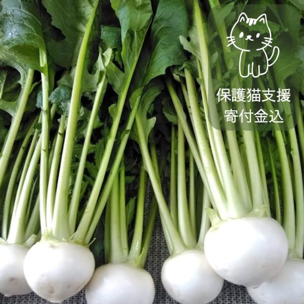 八百屋テクテクが厳選した、柔らかい葉つき小かぶです。加熱調理で美味しいのはもちろん、サラダでも食べられます。収穫してからすぐに発送いたします。葉つきなので、葉も調理することができます。こちらの商品は、売り上げの一部を保護ねこ活動に寄付させて...