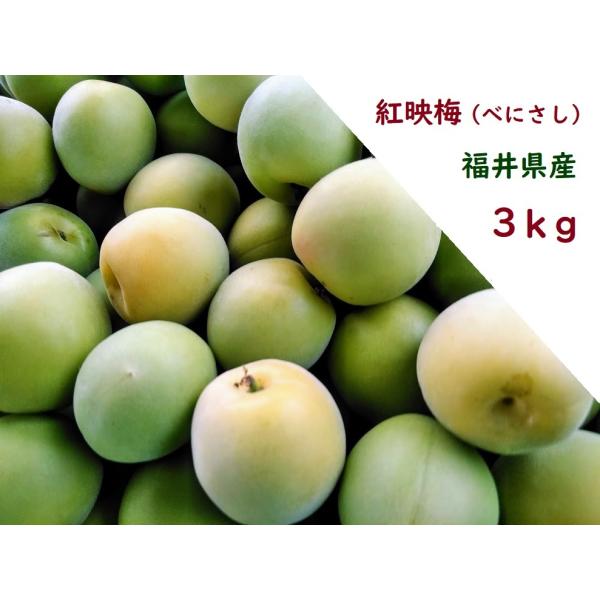 福井県産紅映梅 約3kg 梅干し用 予約販売受付 6月下旬頃発送