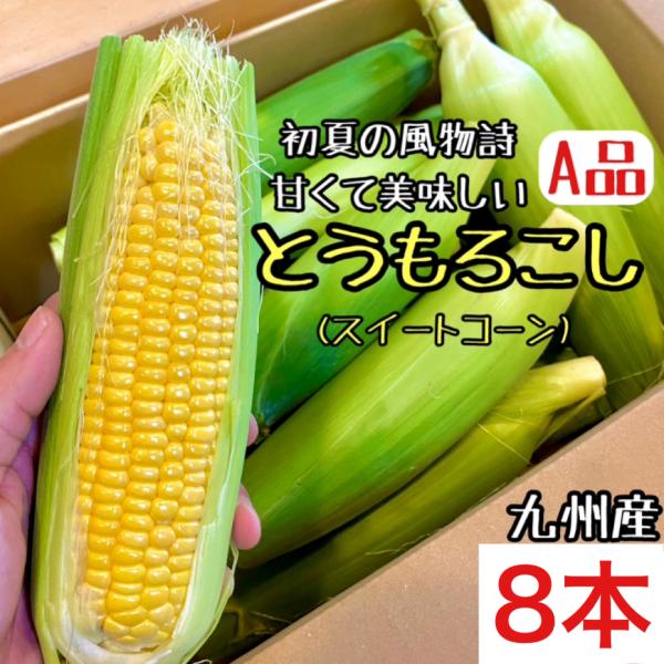 九州産 A品 8本 】 とうもろこし クール便配送 甘くて美味しい