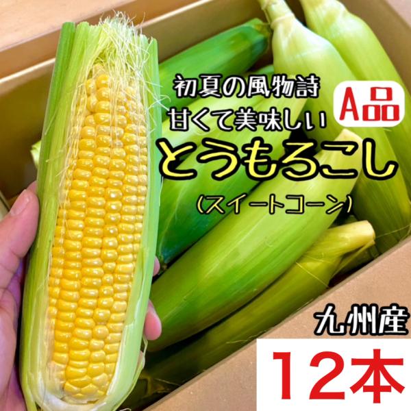 【九州産 A品 １２本 】 とうもろこし １２本 クール便配送 甘くて美味しい スイートコーン トウモロコシ