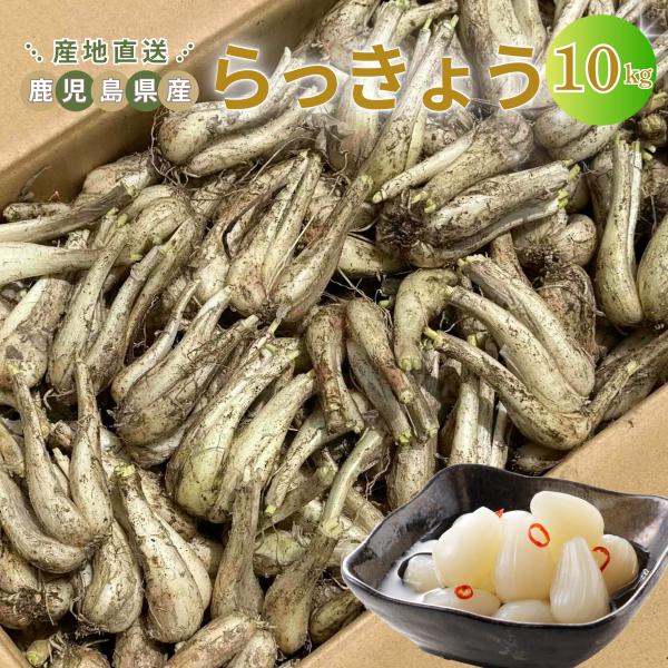 らっきょう １０kg 先行販売クーポンあり◎【5月初旬〜獲れたてを発送】国産 鹿児島県産 鳥取 に次ぐ 生産量 ラッキョウ