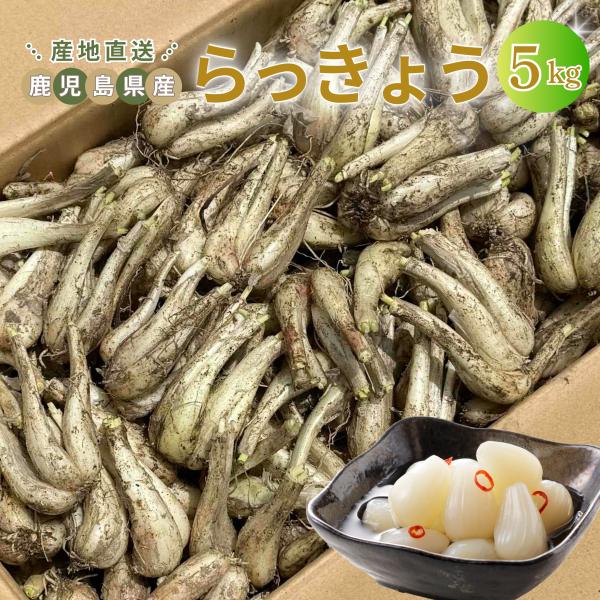 らっきょう ５kg 先行販売クーポンあり◎【5月初旬〜獲れたてを発送】国産 鹿児島県産 鳥取 に次ぐ 生産量 ラッキョウ