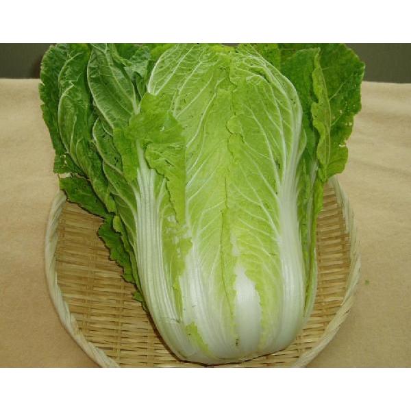 白菜 セット野菜 金時人参 椎茸 香川県 四国 キャベツ レタス トマト 韮 さつま芋 みかん