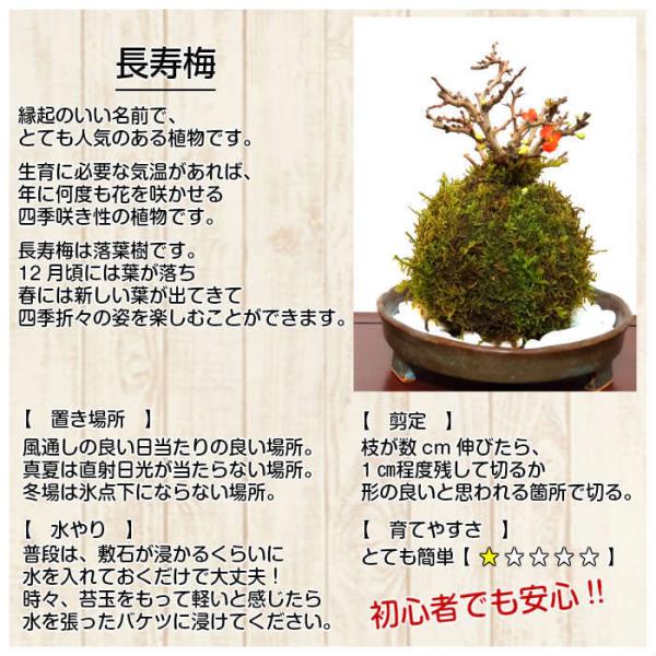 ハイゴケ