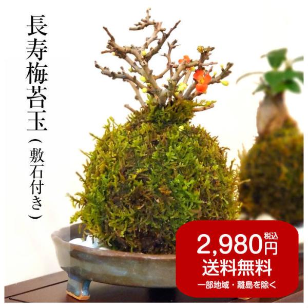 観葉植物
