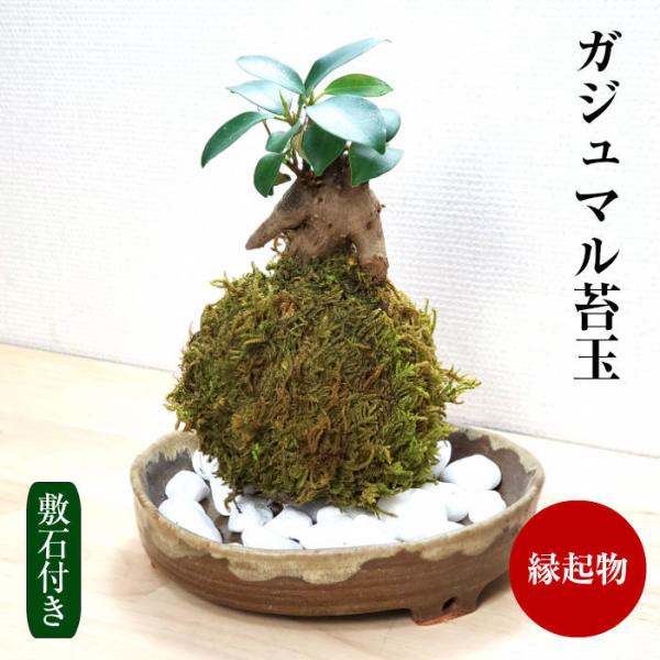 ハロウィン 苔玉 インテリア チェッカーベリー苔玉 通販 チェッカーベリーの苔盆栽 ハロウィン