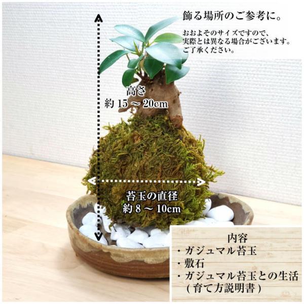 観葉植物