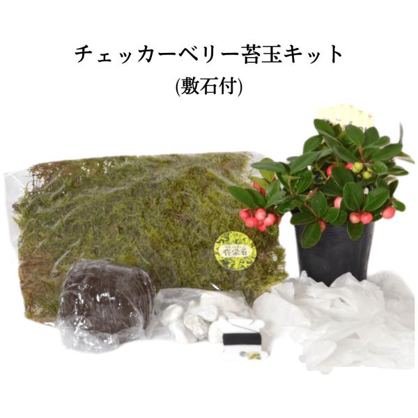 ハロウィン チェッカーベリー苔玉キット :kit-berry:弥栄苔 通販 チェッカーベリーの苔盆栽 ハロウィン