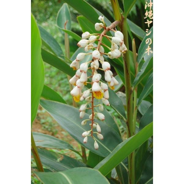 月桃の種子25粒 送料無料 : 沖縄ヤシの木 - 通販 - Yahoo