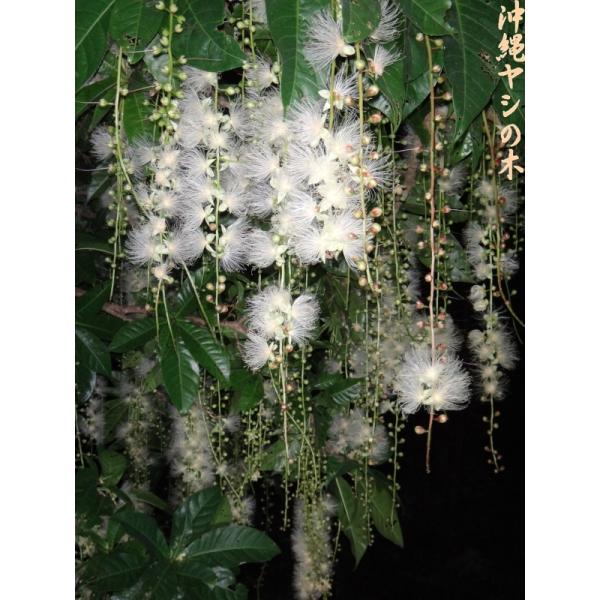 ・温暖な沖縄で生育する健康な木々より、今シーズンに採れた新しい実です。※画像はサンプルです。※外皮（果肉）は、色が変わったり、めくれたりすることがあります。●発芽（参考）・実を数日水に浸して（浮かべて）吸水させる。・横にして半分程埋め、水分...