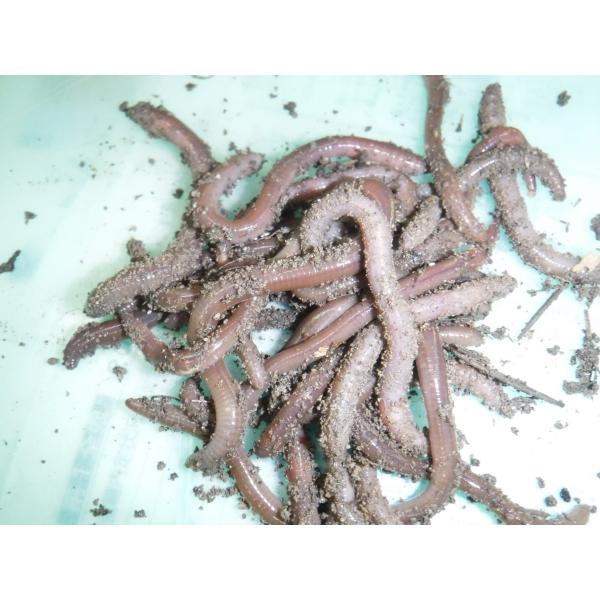 天然ミミズ 太ミミズ 10匹【クール便】1匹3〜6g : やすだ釣具