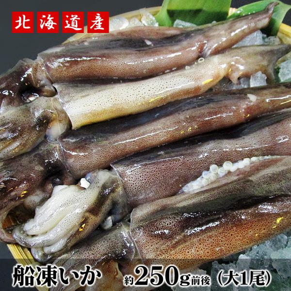 船凍いか 大1尾