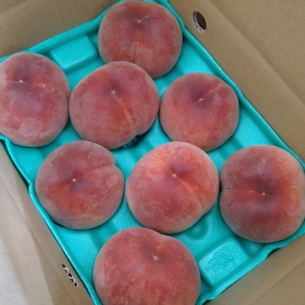 桃 山梨県産 加納岩白桃 2キロ箱（2kg 6〜8玉入り秀品クラス）送料無料