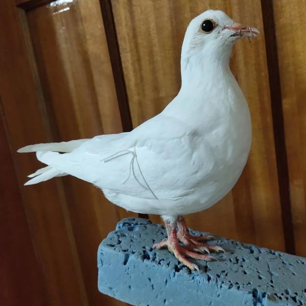 鳩の剥製標本 インテリア 置物 装飾 庭 景観 飾り 動物標本 白 灰 茶 ホワイト