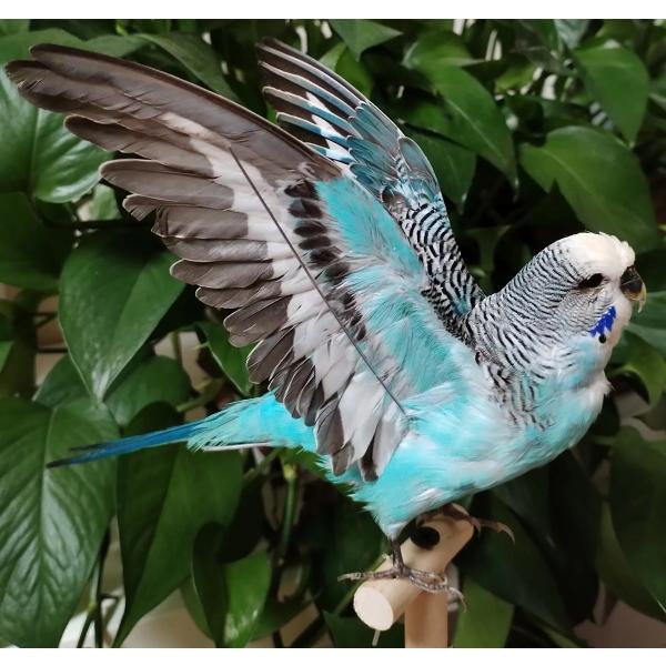 鳥の標本 パロット羽飾り ナチュラルな羽の装飾品 インテリア用 ギフト用 P08