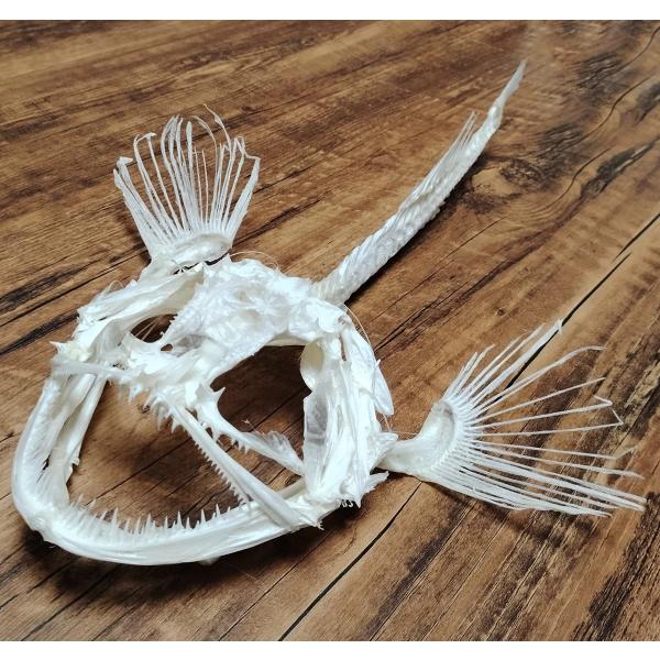 アンコウ 頭蓋骨 骨格 標本 魚の骨 模型 科学教育 インテリア コレクション 教材 Anglerfish Skeleton