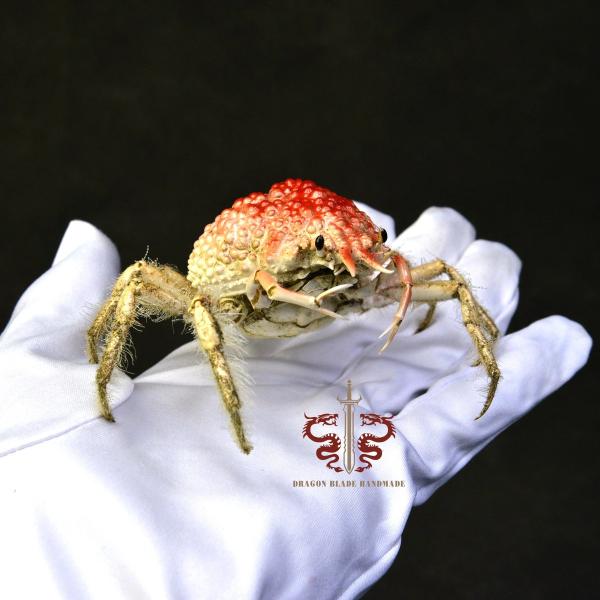 カニ標本マジャ・コミナトエンシス、博物館品質の剥製展示箱、コレクション、家の装飾、オーナメント、机の装飾