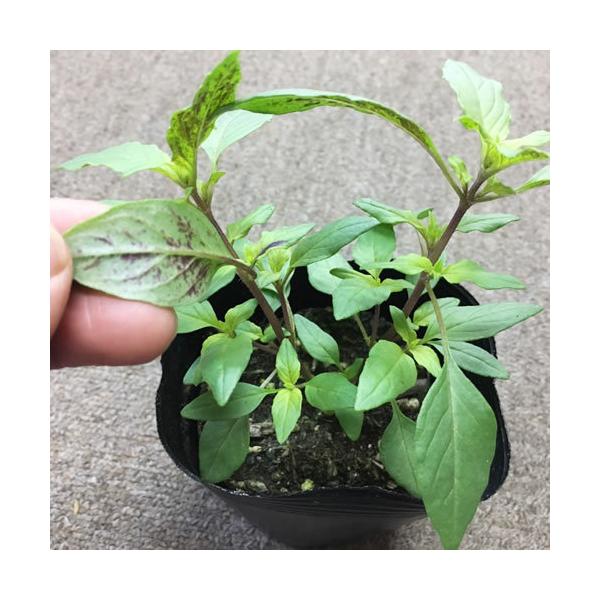 21年予約受付 ホーリーバジル苗 トゥルシー苗 お得な苗３０本 １５ポットセット 同梱不可 送料無料 Buyee Buyee 日本の通販商品 オークションの代理入札 代理購入