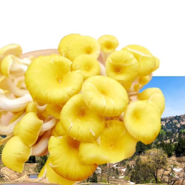 幸せの黄色い スーパーきのこ「(生)たもぎ茸」約500g（約250g×2株