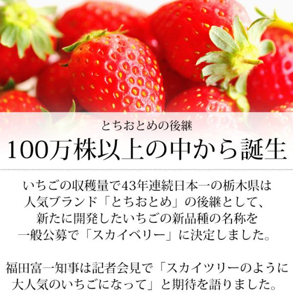 いちご スカイベリー G 2パック 約300g 1パック 栃木県 Buyee Servis Zakupok Tretim Licom Buyee Pokupajte Iz Yaponii