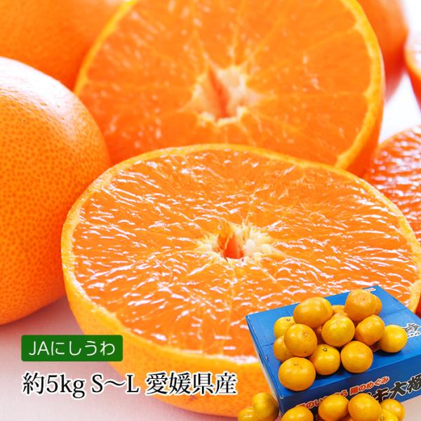 みかん 愛媛県産 ガキ大将 日の丸みかん 約5kg S〜Lサイズ 40〜60個 JA西宇和協賛 爆買