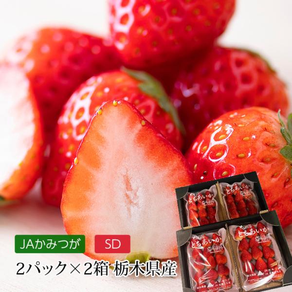 3/14-4 とちあいか　【加工用いちご】約1.4kgx4箱 苺 とちあいか (約300g×4パック) 栃木県 JAかみつが産: とちぎ