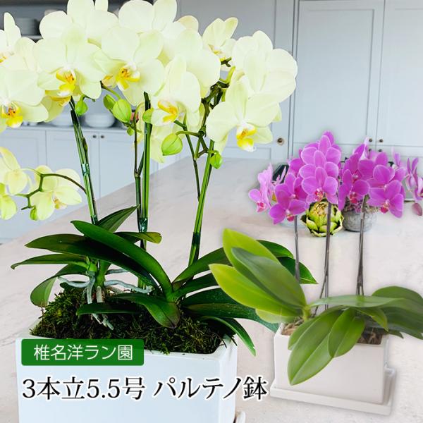 胡蝶蘭 ミディ胡蝶蘭 3本立 5.5号 パルテノ鉢 爆買
