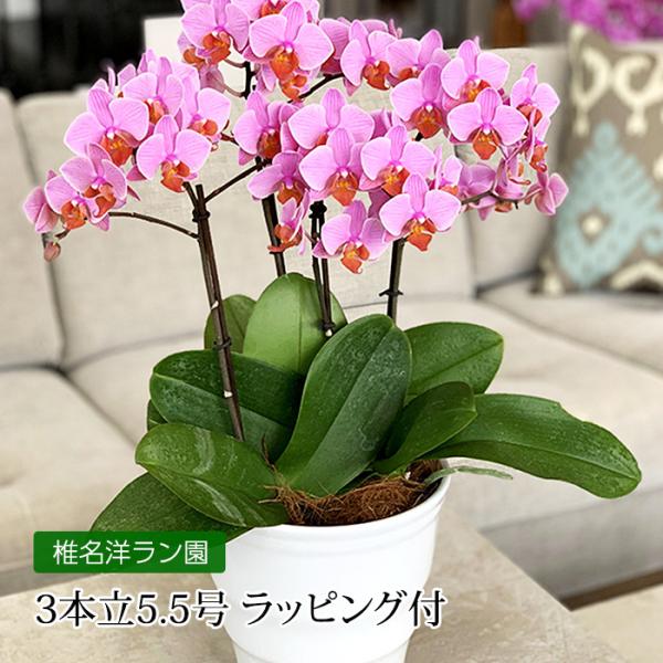 胡蝶蘭 ミディ胡蝶蘭 3本立 5.5号 ラッピング付 爆買
