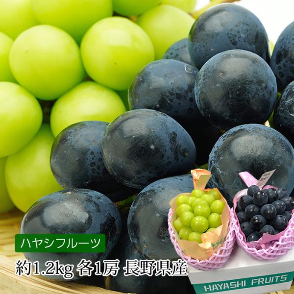かにや★ナガノパープル10〜11房約5kg シャインマスカット600g2房 ナガノパープル＆シャインマスカット 限定 ハウス 1キロ 2房