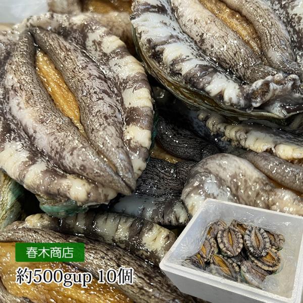 蝦夷あわびとは黒あわびの亜種にあたる品種です。値段は黒あわびより比較的安いものの高級食材としての地位は変わりません。ほどよい磯の香りと食感、また強い旨味が特徴のあわびになります。アワビ/あわび/鮑/えぞあわび/エゾアワビ/貝/海鮮/贈答用/...