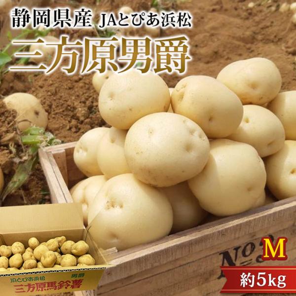 じゃがいも 三方原男爵 静岡県産 約5kg Mサイズ 40〜50個