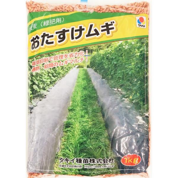 商品情報種類 大麦（緑肥用）　品種名：おたすけムギ説明 ※早枯れタイプのリビングマルチで雑草抑制。リビングマルチ用の大麦です。発芽、初期生育が早く、旺盛に成長し、早期に地表を被覆します。枯れ上がりが早いため、主作物と競合しにくく、自然に枯死...