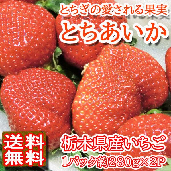 いちご 苺 イチゴ とちあいか 栃木県産 約260〜280g×2パック入り いちご 苺 イチゴ とちあいか 栃木県産 約260〜280g×2パック入り