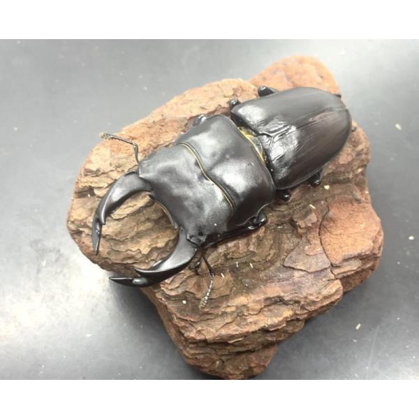 国産オオクワガタ　ゴードンR00BAN 国産オオクワガタ ゴードンR00BAN