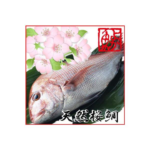 桜鯛 特大天然真鯛3ｋｇ前後1尾 4 6人前 活〆の一級品真鯛をお祝いにギフトに Buyee Buyee 提供一站式最全面最專業現地yahoo Japan拍賣代bid代拍代購服務