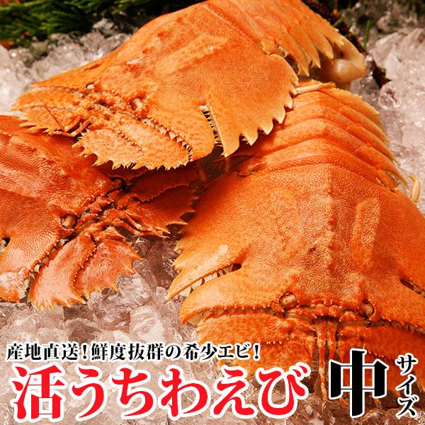 ウチワエビの通販 価格比較 価格 Com